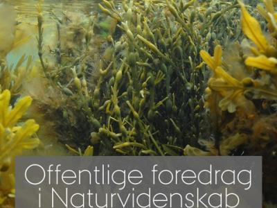 Tang